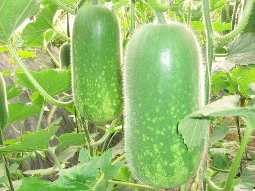 意大利吵架吃瓜视频大全,吃瓜群众围观视频大全