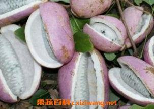 韩小浪老婆吃八月瓜视频,韩小浪老婆视频大公开