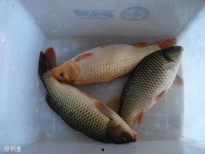 草鱼可以吃土瓜吗视频教程,揭秘土瓜的神奇喂食技巧