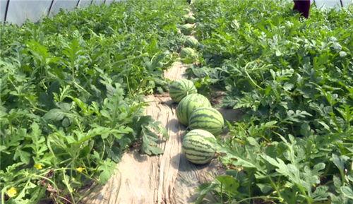 魏县最新吃瓜消息曝光视频,揭秘曝光视频背后的惊人真相