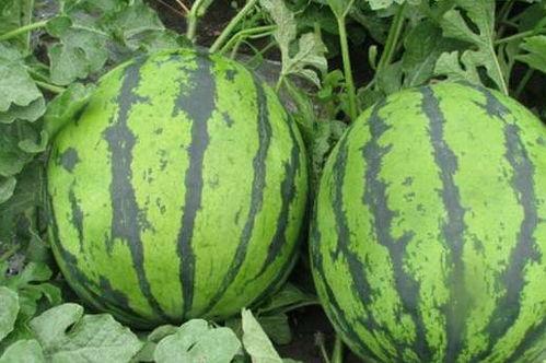 潮州庵埠女子吃瓜视频,揭秘庵埠特色美食文化