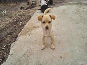 小黄狗吃瓜视频,萌宠趣味瞬间，欢乐无限