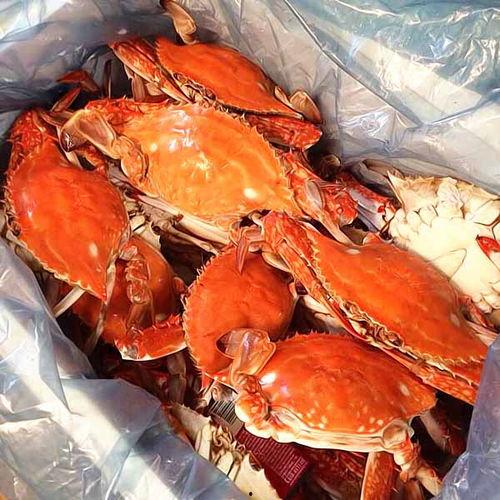 吃瓜哥梭子蟹视频大全,视频大全回顾