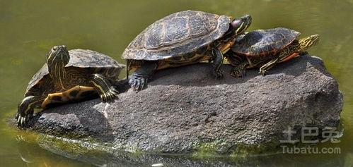 巴西龟可以吃拉瓜吗视频,拉瓜成为新宠