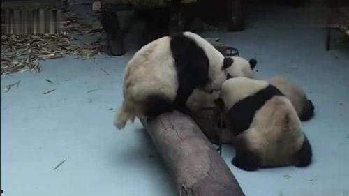 吃瓜熊猫的视频,揭秘娱乐圈幕后故事