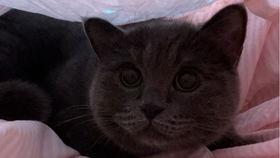 猫咪吃小瓜视频播放,视频播放量爆表！