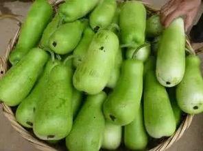 种的小葫芦瓜可以吃吗视频