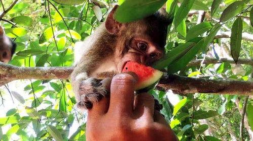 吃一窝猴脆瓜的视频,一窝尽享舌尖盛宴