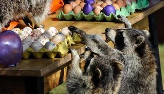 浣熊偷哈密瓜吃的视频,萌态百出引网友热议