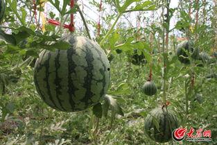 济阳吃瓜事件真相视频