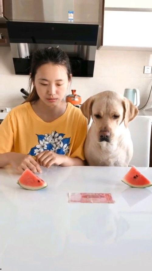 瓜贩子吃西瓜视频,笑料百出，西瓜视频里的欢乐时光