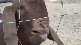 吃瓜视频恶搞作死集锦,笑料百出！吃瓜视频恶搞作死集锦大盘点