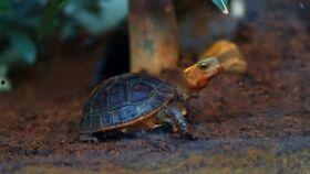 皮皮龟吃瓜视频,揭秘网红美食背后的故事