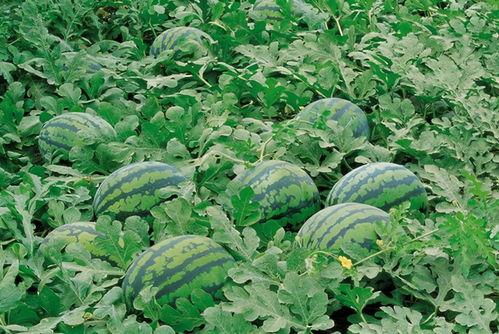 吃瓜群爆料大棚视频大全,吃瓜群爆料视频大全背后的秘密