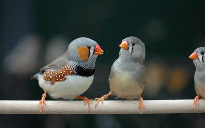 珍珠鸟吃瓜的视频,萌态十足引网友热议