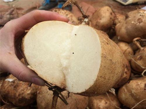 土瓜可以炒姜吃吗视频