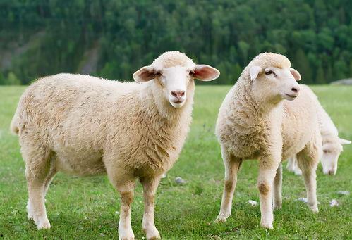 羊可以吃玉瓜吗视频