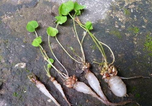 秃崽草神吃瓜视频大全,揭秘娱乐圈幕后故事