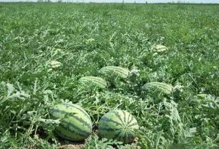 保定雄县吃瓜事件视频曝光,一场引发热议的网络风波