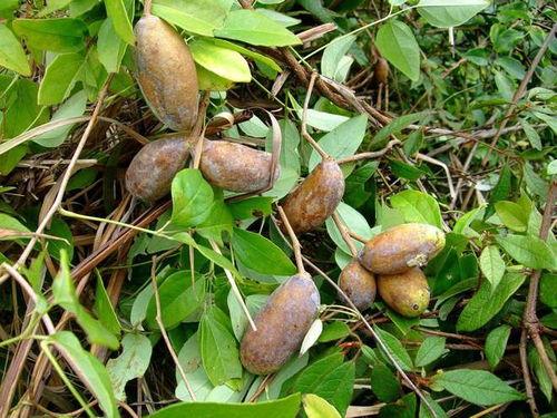 藤上的八月瓜可以吃吗视频,揭秘可食用八月瓜的奥秘