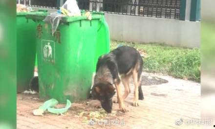 警犬吃瓜事件真相视频,一场误会的背后