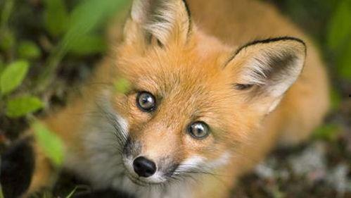 小狐狸吃哈密瓜视频大全